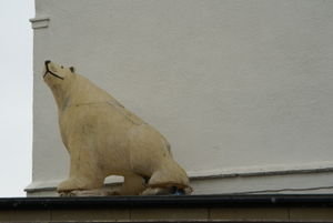 polar bear?