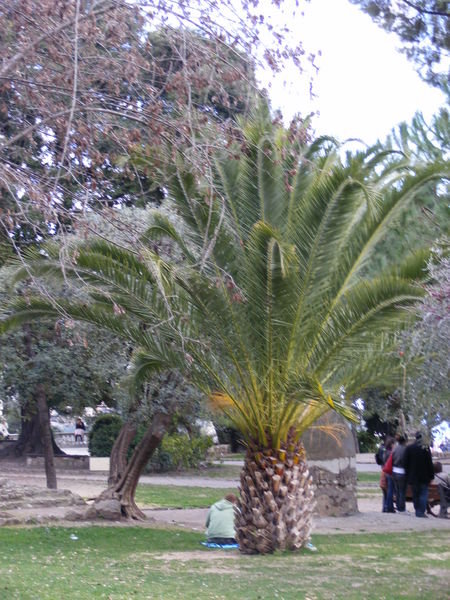this tree looks like a pineapple