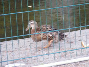something is wrong with this poor duck