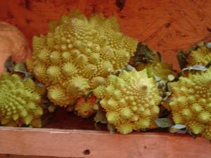 unknown vegetables that look like fractals