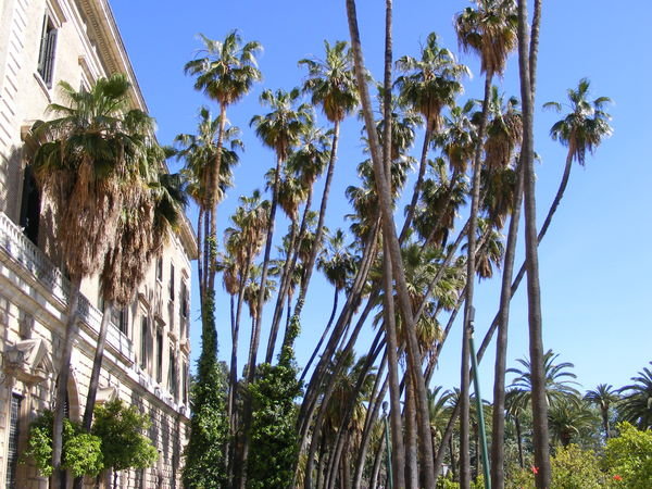 lots of palms