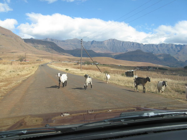 On the way to Drakensberg