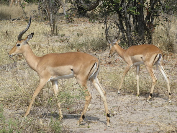 Impala - possibly the most common animal in Africa