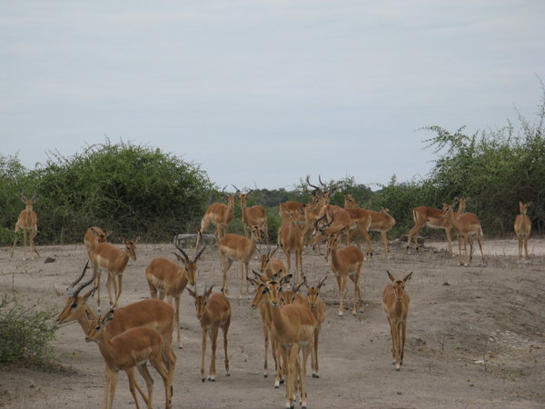 More impala - yep they're really is a lot of them