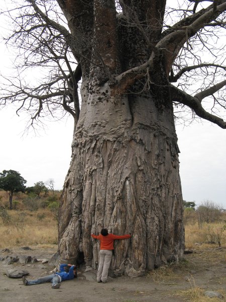 One big Baobab tree