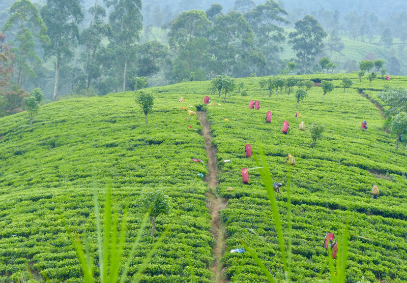 Picking tea-view from the train