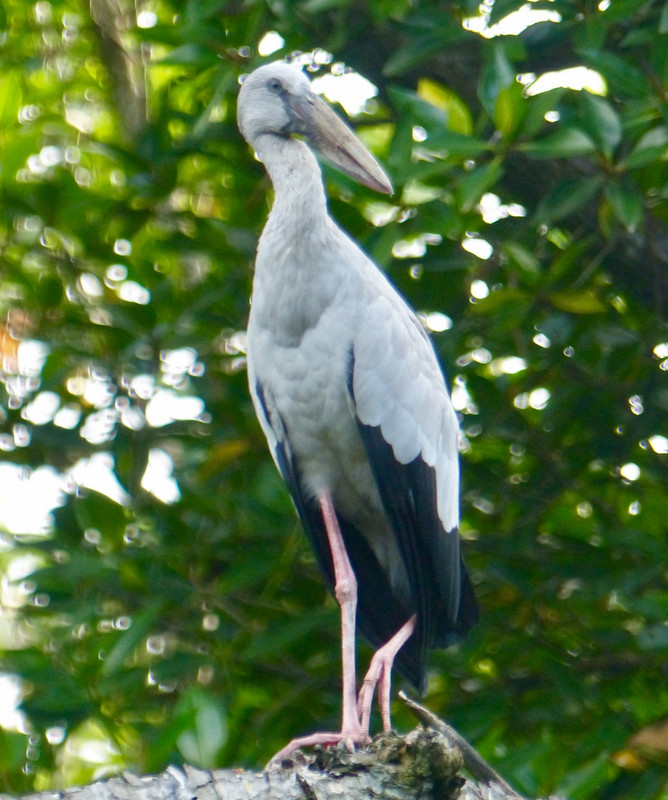 Asia open bill stork