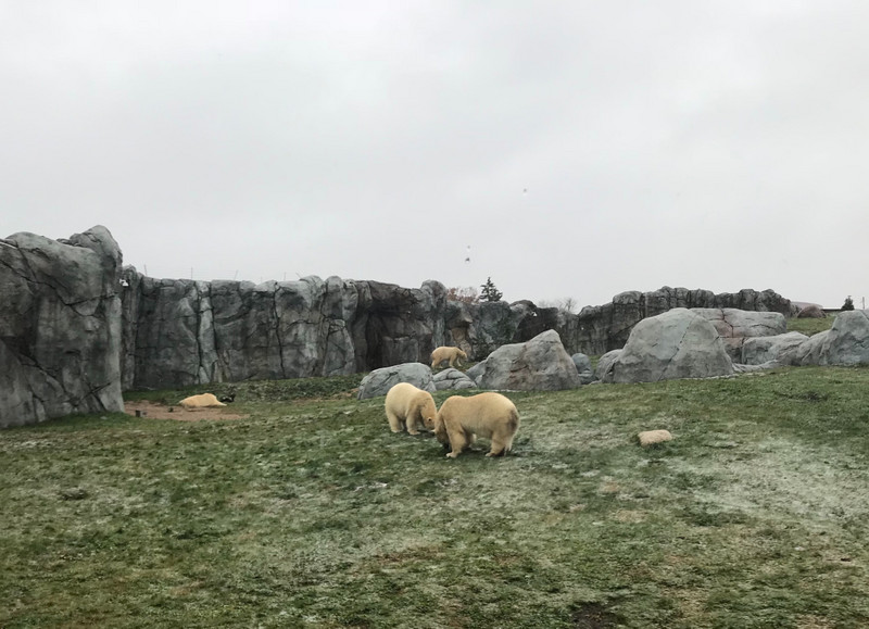 Polar Bears at the Churchill exhibit