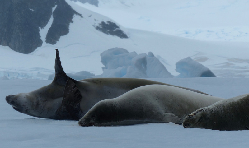 sleeping seals