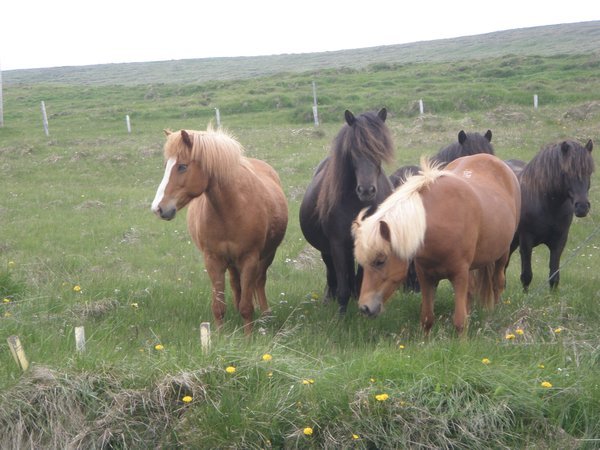 Icelandic ponies