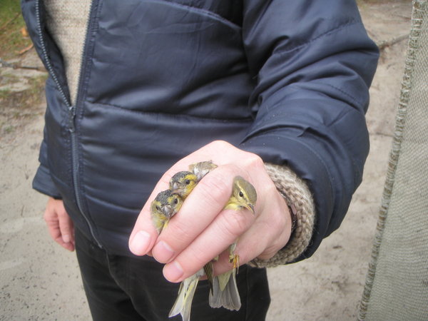 Birds to be banded