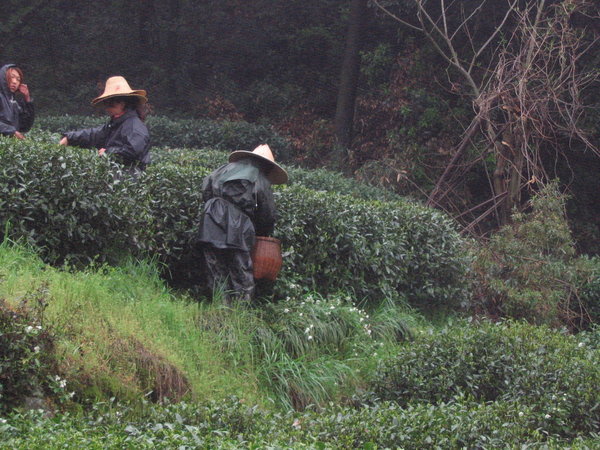 tea harvest