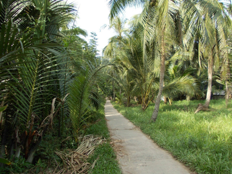 typical trail through the jungle area