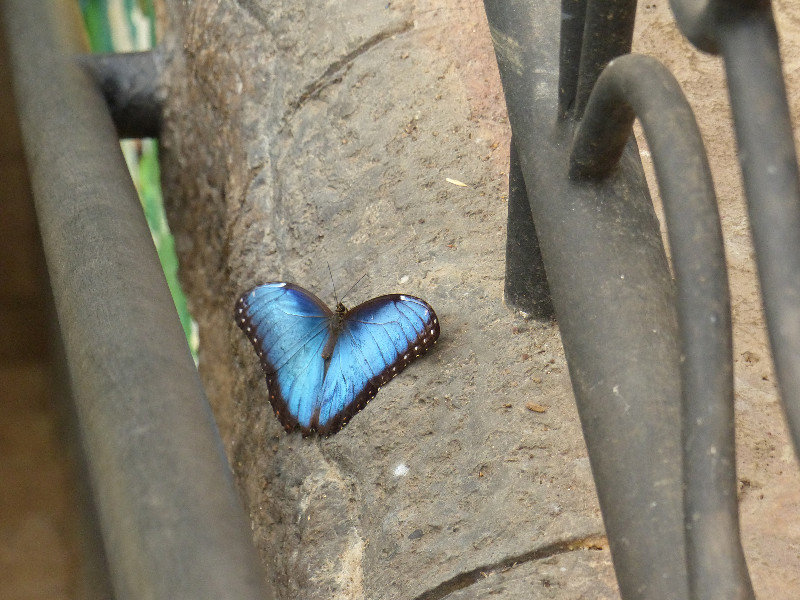 Butterfly Garden resident