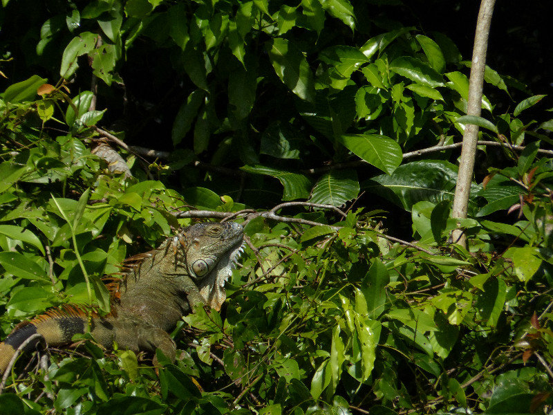 Iguana sitting in the sun