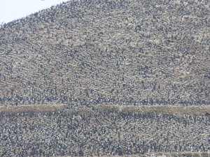 A mountain of birds A mountain of birds