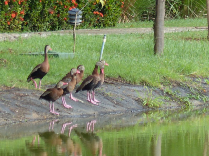 black bellied whistling ducks at the condo