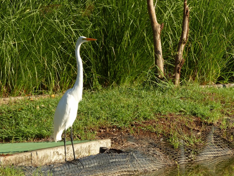 Our resident egret