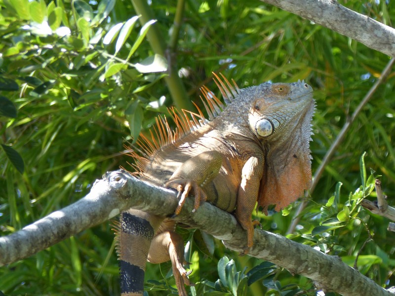 Big male iguana