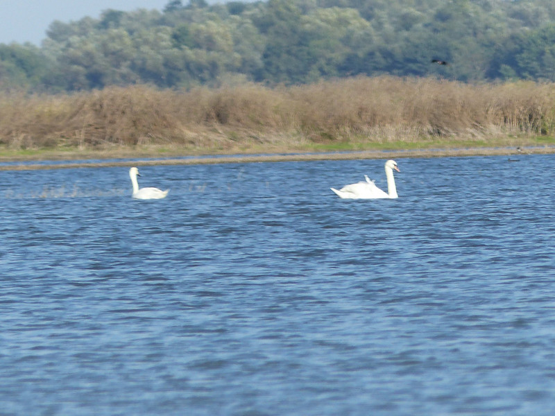 Mute Swans in the Delta