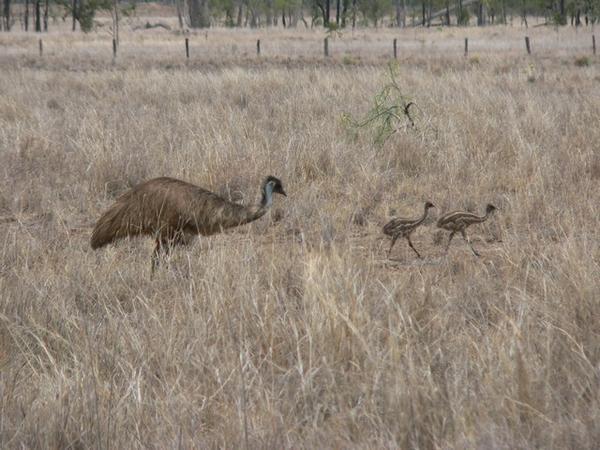 Emu and chicks