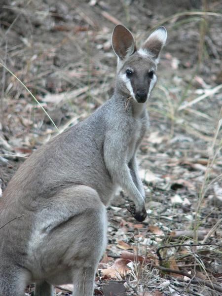 Pretty-faced wallaby