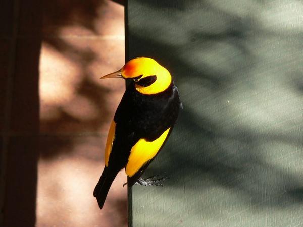 Regent bowerbird
