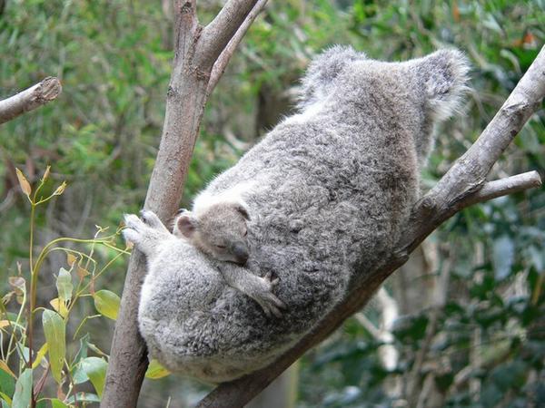 Koala and cub
