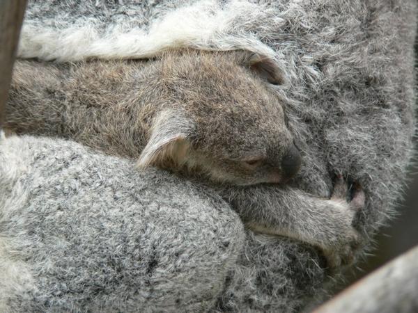 Koala cub