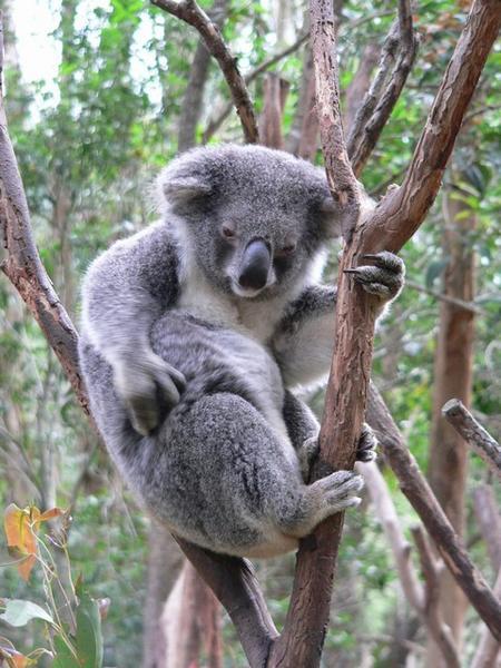 Koala scratching