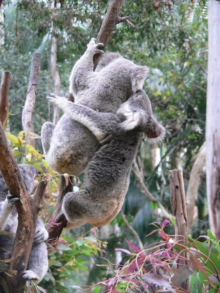 Koalas fighting or mating