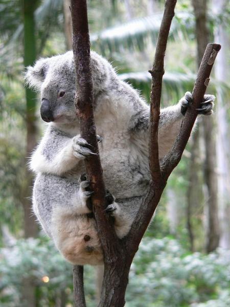 Koala holding on