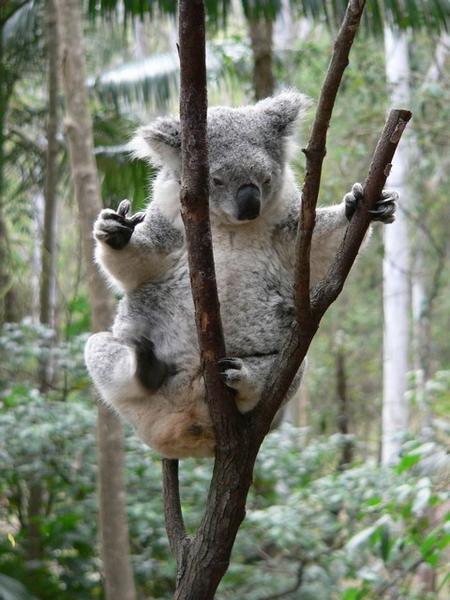 Koala showing off