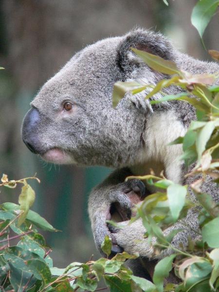 Pensive koala