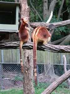 Tree kangaroos