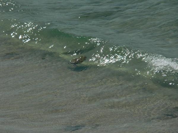 Surfing turtle