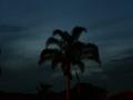 Palm tree by night