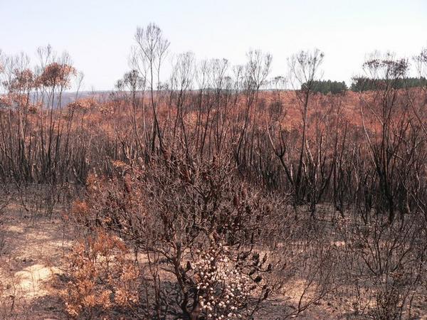 Bushfire aftermath near Blackheath