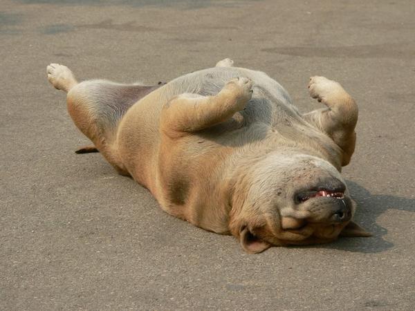 Dog playing dead | Photo