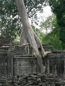 Silk-cotton tree and ruins