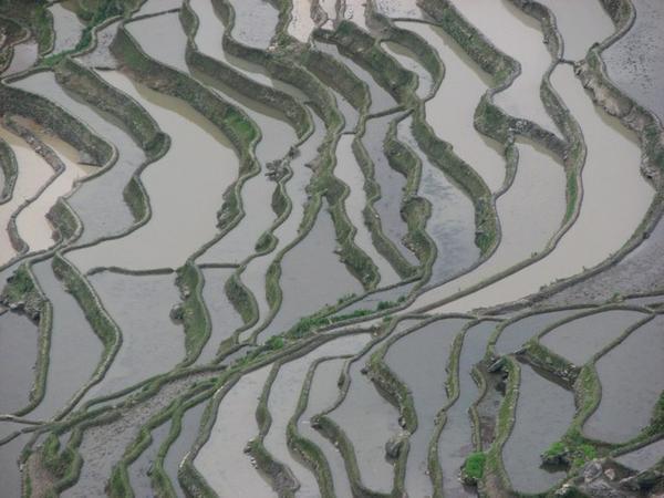 Rice terraces at Duo Yi Shu