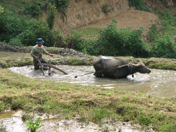 Water buffalo at work | Photo