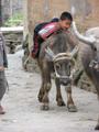 Hani kid mounting water buffalo calf