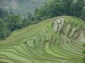 Rice terraces at Meng Ping