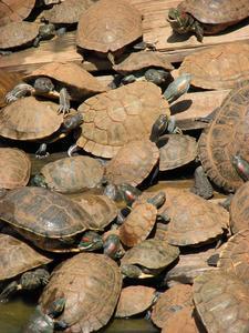 Tortoise crowd
