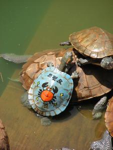 Crab-backed tortoise