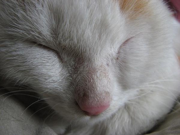 Cat nose close-up