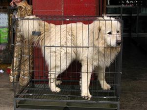 Large dog in small cage needs tasty backpacker leg