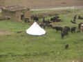Yaks and tent