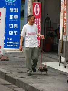 Man taking tortoises for a flight